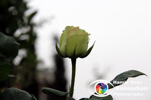 IMG_6189_WH.jpg