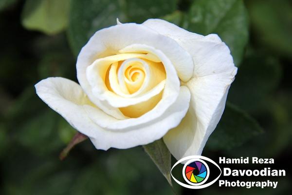 IMG_0532_WH.jpg