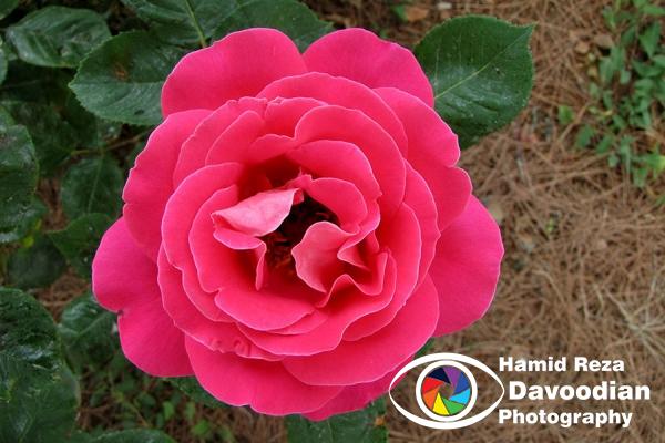 Red Rose