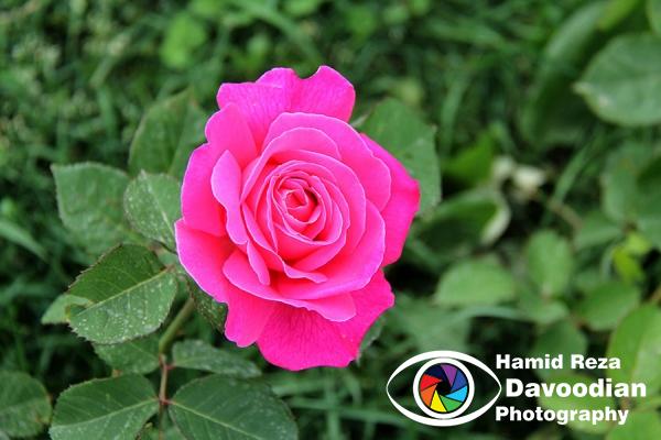 IMG_0540_WH.jpg