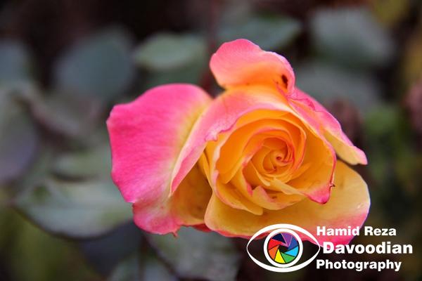 IMG_2670_WH.jpg