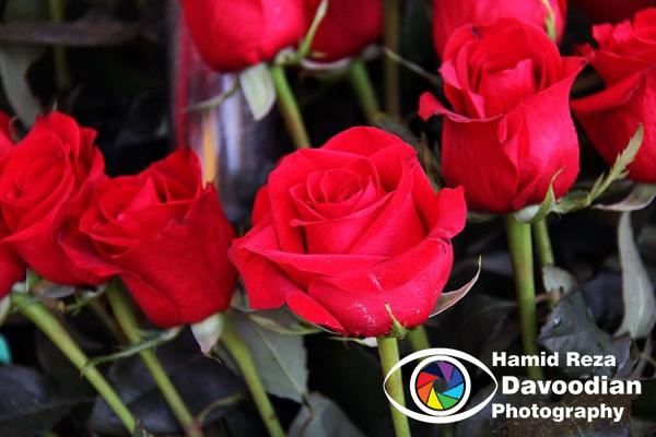 Some Roses