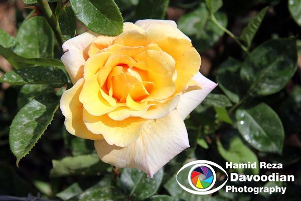 IMG_0505_WH.jpg