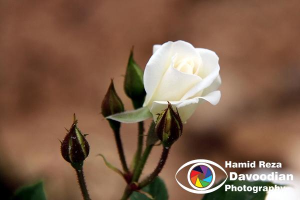 IMG_2104_WH.jpg