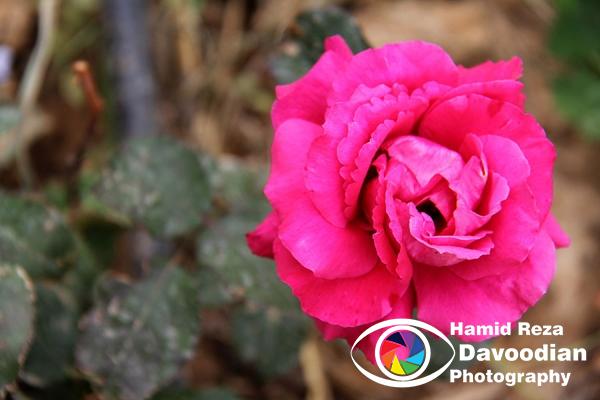 IMG_2102_WH.jpg