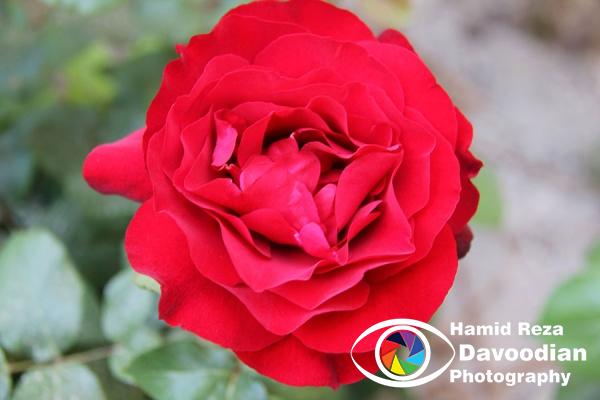 Red Rose
