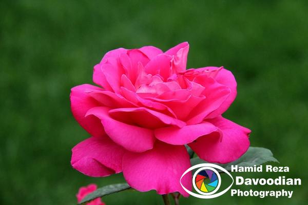 IMG_6188_WH.jpg