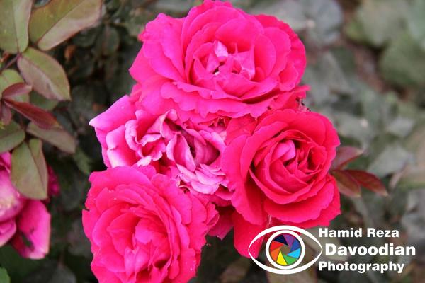 IMG_2103_WH.jpg