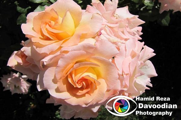 IMG_0728_WH.jpg