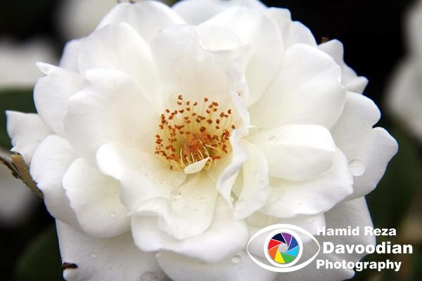 White Rose