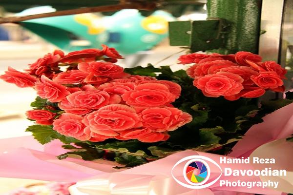 Red Roses 