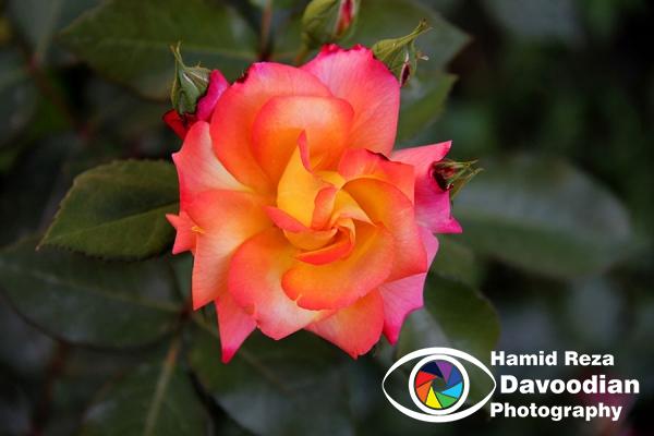 IMG_0909_WH.jpg