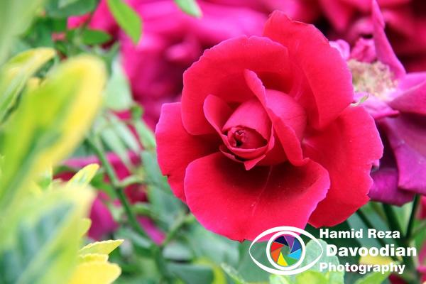 Red Rose