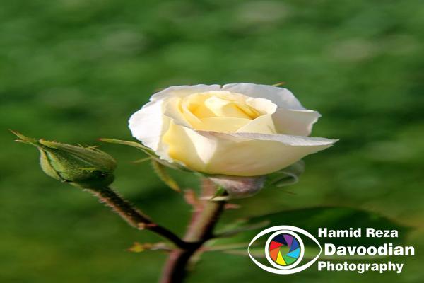 IMG_0528_WH.jpg