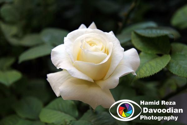 IMG_0963_WH.jpg
