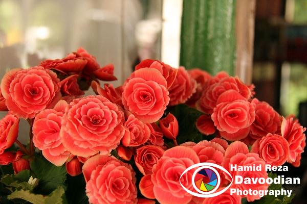 Red Roses