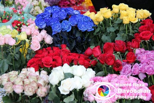 Kind of color Roses