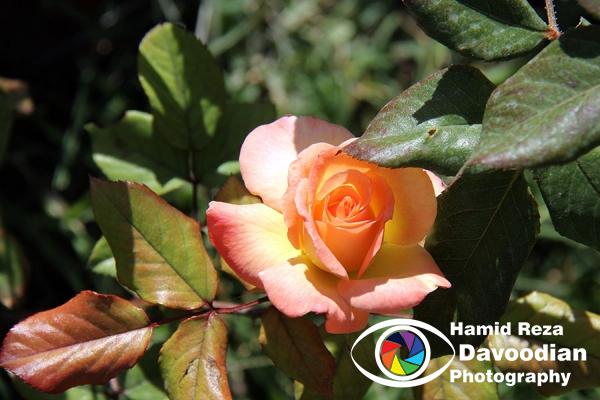 IMG_5260_WH.jpg
