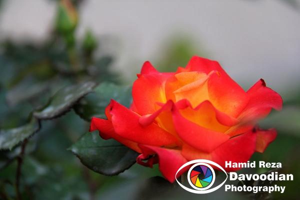 IMG_5743_WH.jpg
