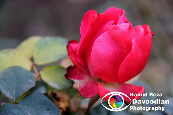 IMG_2667_WH.jpg