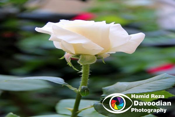 IMG_0965_WH.jpg