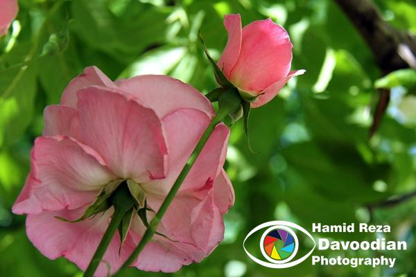 IMG_0959_WH.jpg