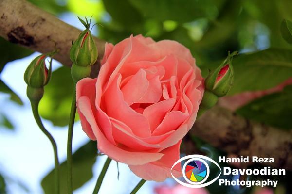 IMG_0956_WH.jpg