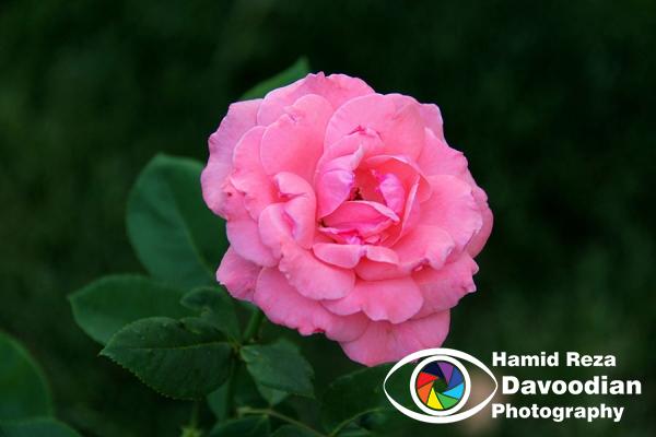 IMG_1953_WH.jpg