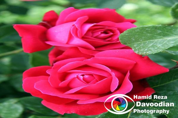 Red Rose