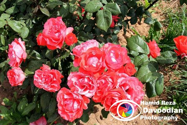 Red Rose