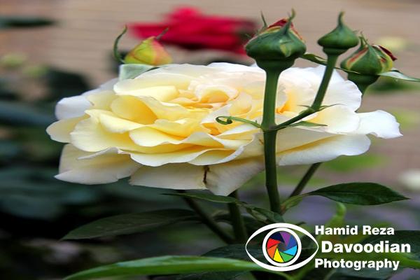 IMG_0968_WH.jpg