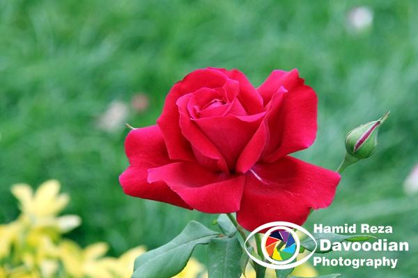 Red Rose
