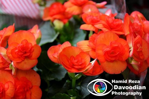 IMG_3273_WH.jpg